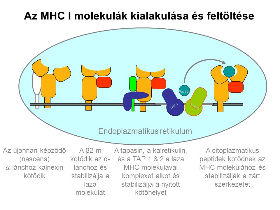 Az MHC I molekulák kialakulása és feltöltése