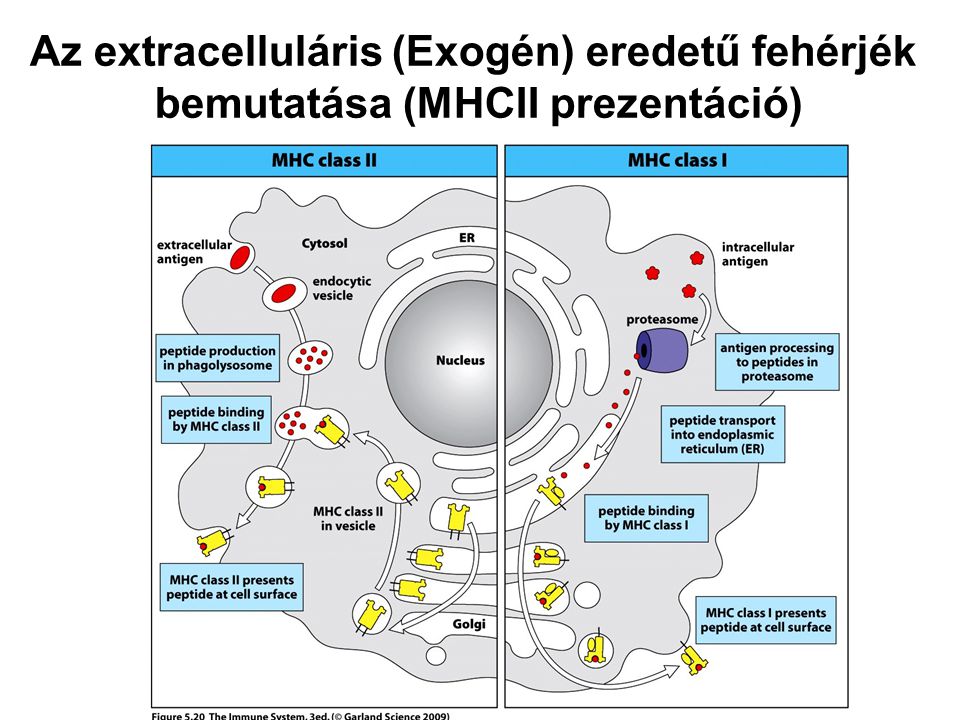 Az extracelluláris (Exogén) eredetű fehérjék