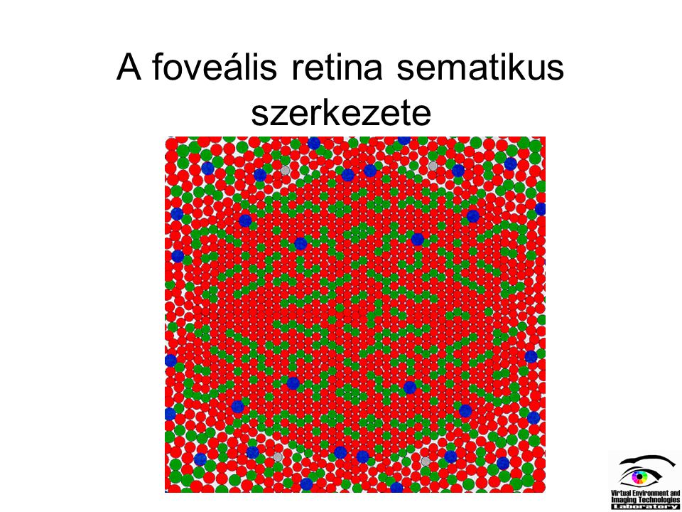 A foveális retina sematikus szerkezete