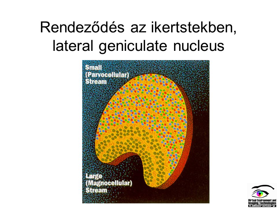 Rendeződés az ikertstekben, lateral geniculate nucleus