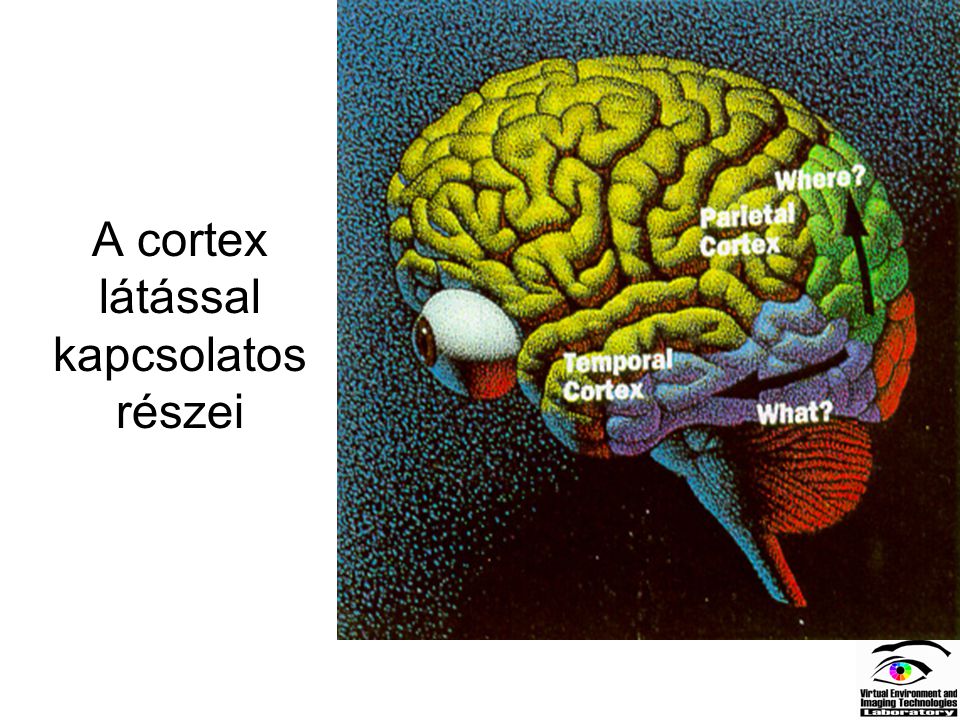 A cortex látással kapcsolatos részei