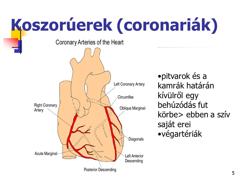 Koszorúerek (coronariák)