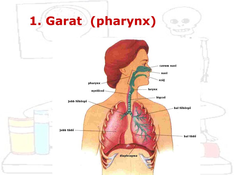 1. Garat (pharynx)