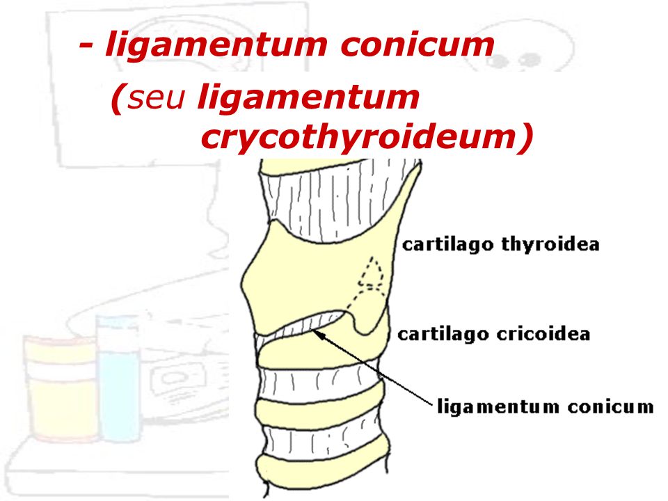 - ligamentum conicum (seu ligamentum crycothyroideum)