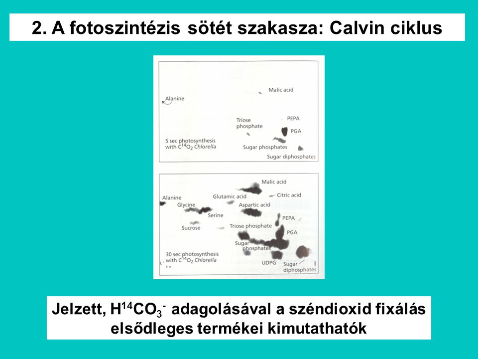 2. A fotoszintézis sötét szakasza: Calvin ciklus