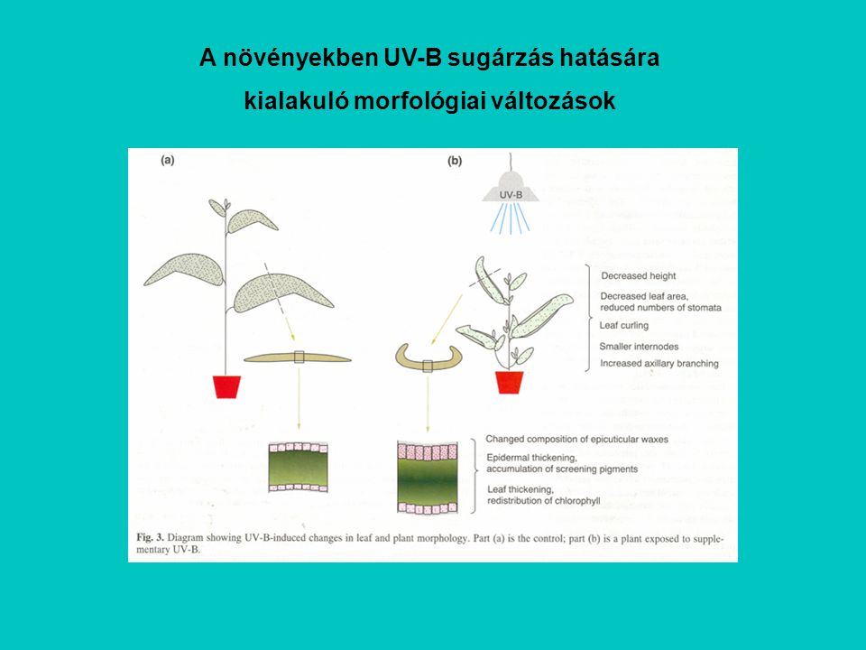 A növényekben UV-B sugárzás hatására kialakuló morfológiai változások