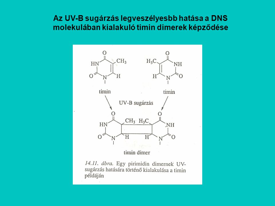 Az UV-B sugárzás legveszélyesbb hatása a DNS molekulában kialakuló timin dimerek képződése