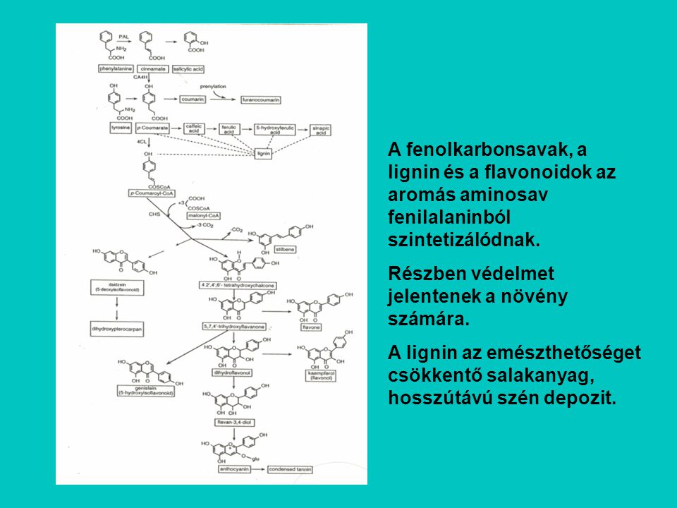 A fenolkarbonsavak, a lignin és a flavonoidok az aromás aminosav fenilalaninból szintetizálódnak.