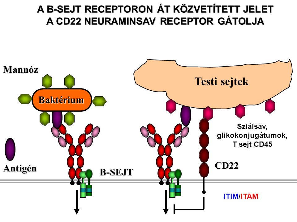 Sziálsav, glikokonjugátumok, T sejt CD45