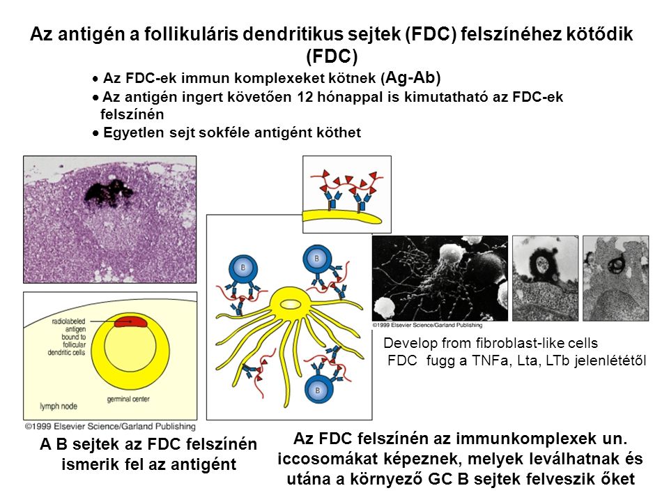 A B sejtek az FDC felszínén ismerik fel az antigént