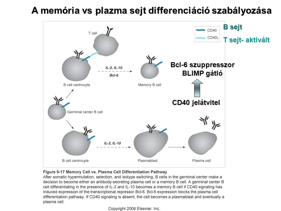 A memória vs plazma sejt differenciáció szabályozása