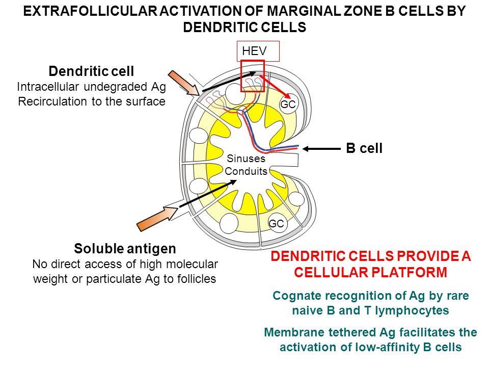 EXTRAFOLLICULAR ACTIVATION OF MARGINAL ZONE B CELLS BY DENDRITIC CELLS