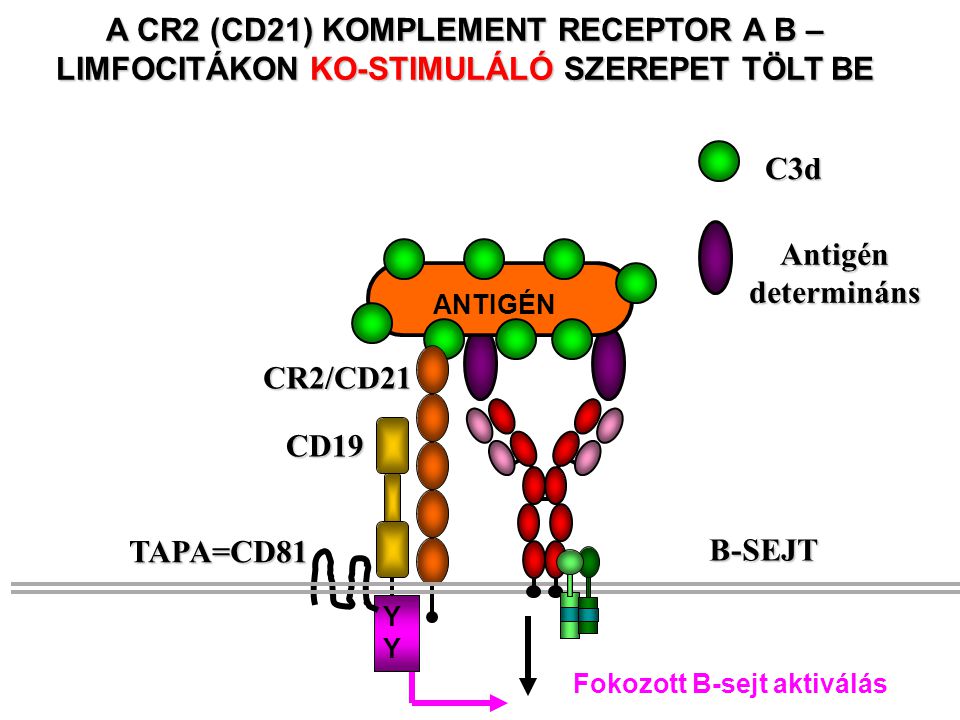 Antigén determináns. C3d. A CR2 (CD21) KOMPLEMENT RECEPTOR A B – LIMFOCITÁKON KO-STIMULÁLÓ SZEREPET TÖLT BE.
