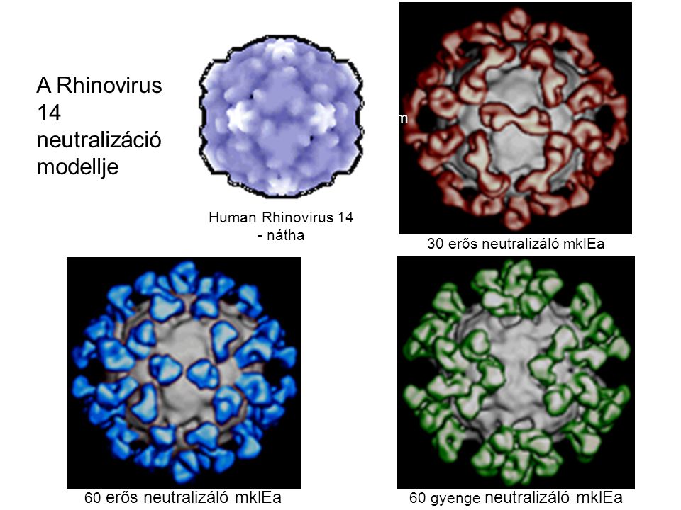 A Rhinovirus 14 neutralizáció modellje