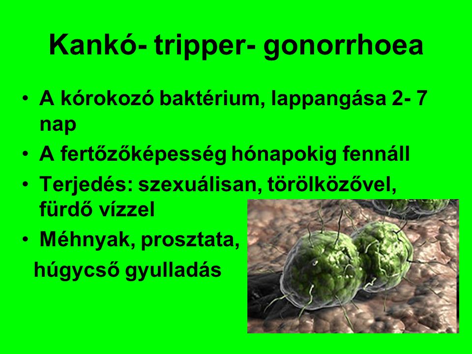 Kankó- tripper- gonorrhoea