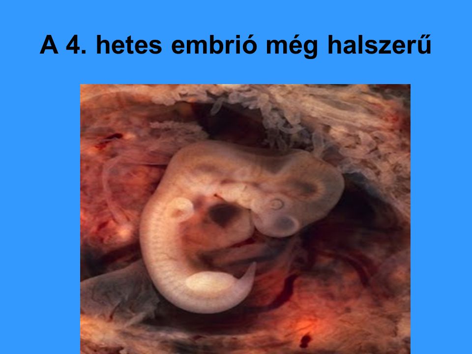 A 4. hetes embrió még halszerű