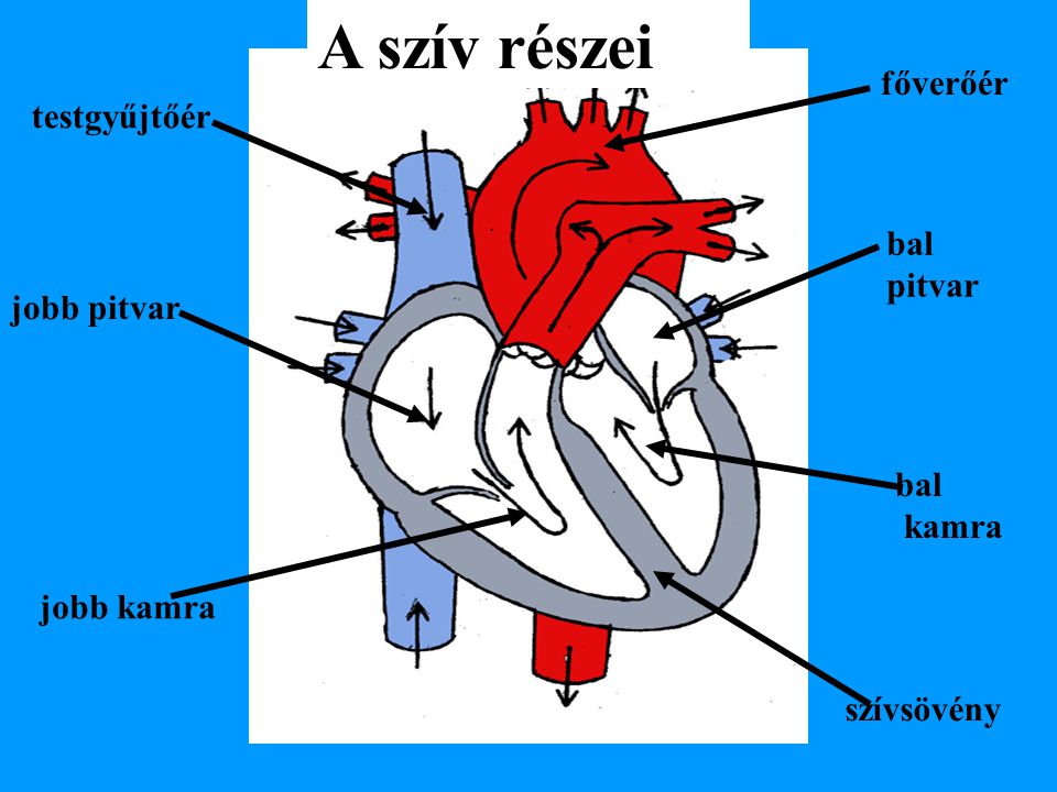 A szív részei főverőér testgyűjtőér bal pitvar jobb pitvar bal kamra