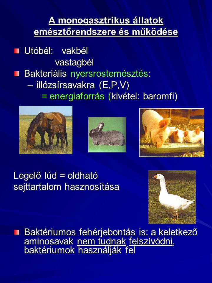 A monogasztrikus állatok emésztőrendszere és működése