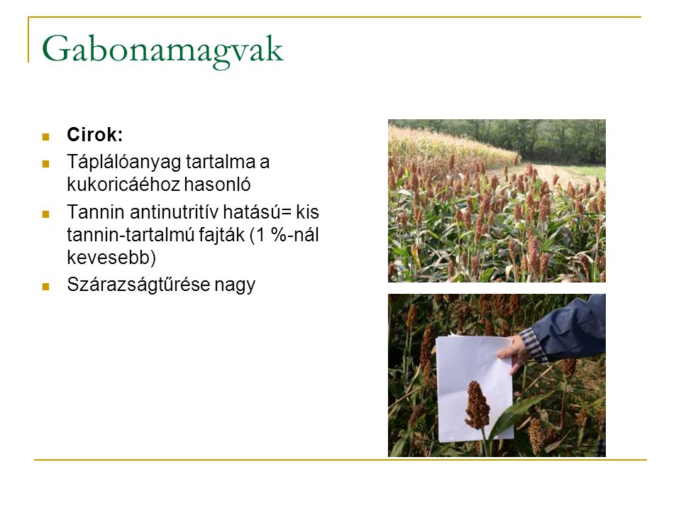 Gabonamagvak Cirok: Táplálóanyag tartalma a kukoricáéhoz hasonló