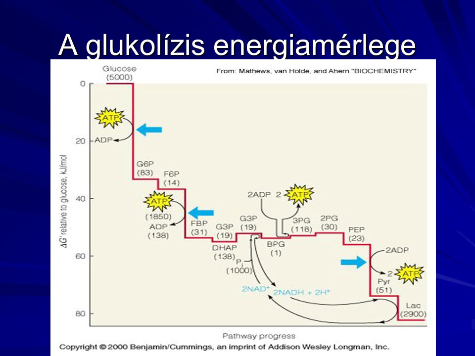 A glukolízis energiamérlege