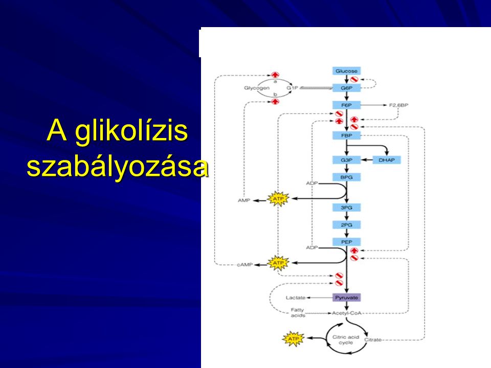 A glikolízis szabályozása