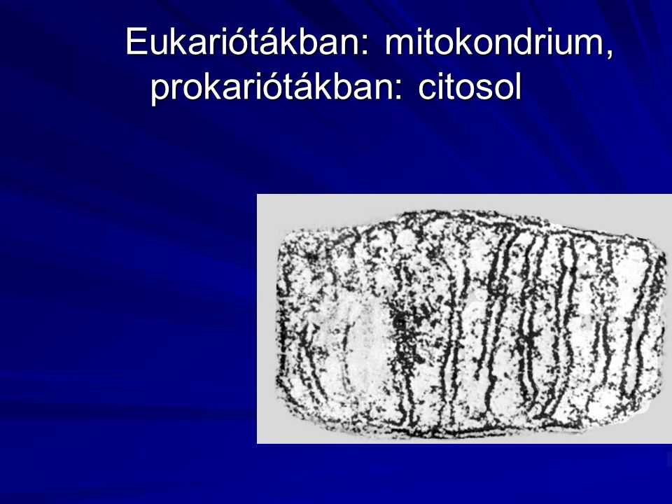 Eukariótákban: mitokondrium, prokariótákban: citosol