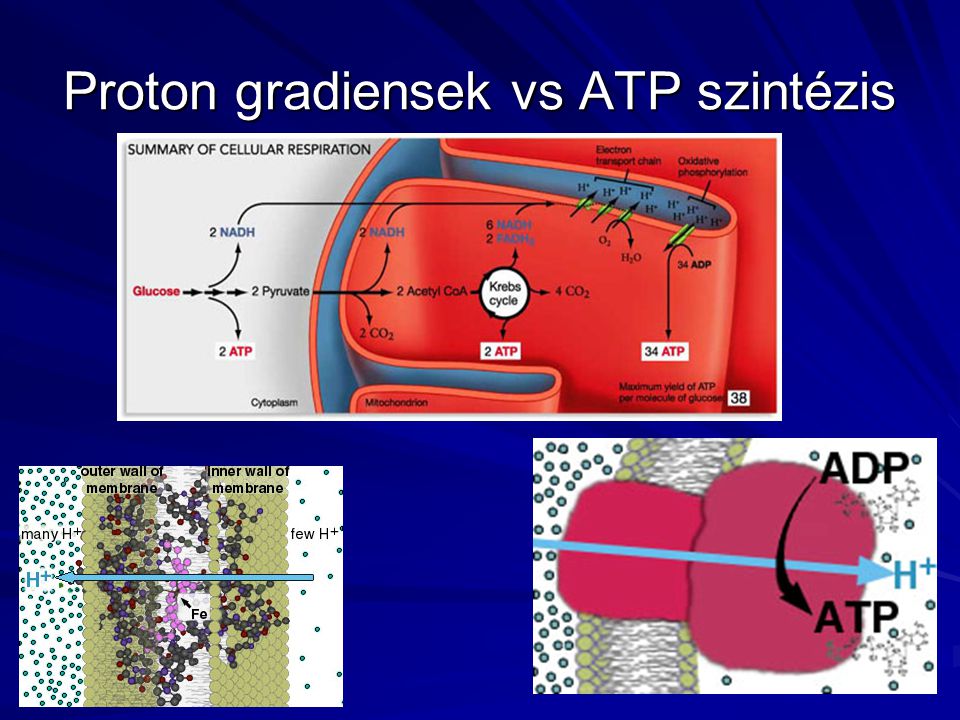 Proton gradiensek vs ATP szintézis