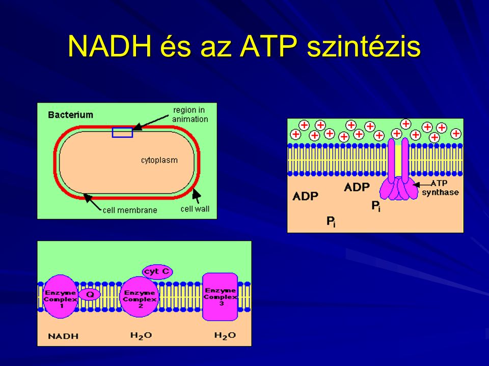 NADH és az ATP szintézis