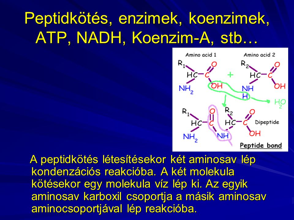 Peptidkötés, enzimek, koenzimek, ATP, NADH, Koenzim-A, stb…