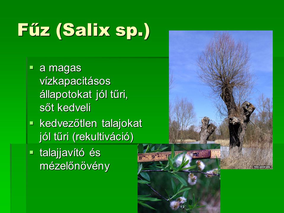 Fűz (Salix sp.) a magas vízkapacitásos állapotokat jól tűri, sőt kedveli. kedvezőtlen talajokat jól tűri (rekultiváció)