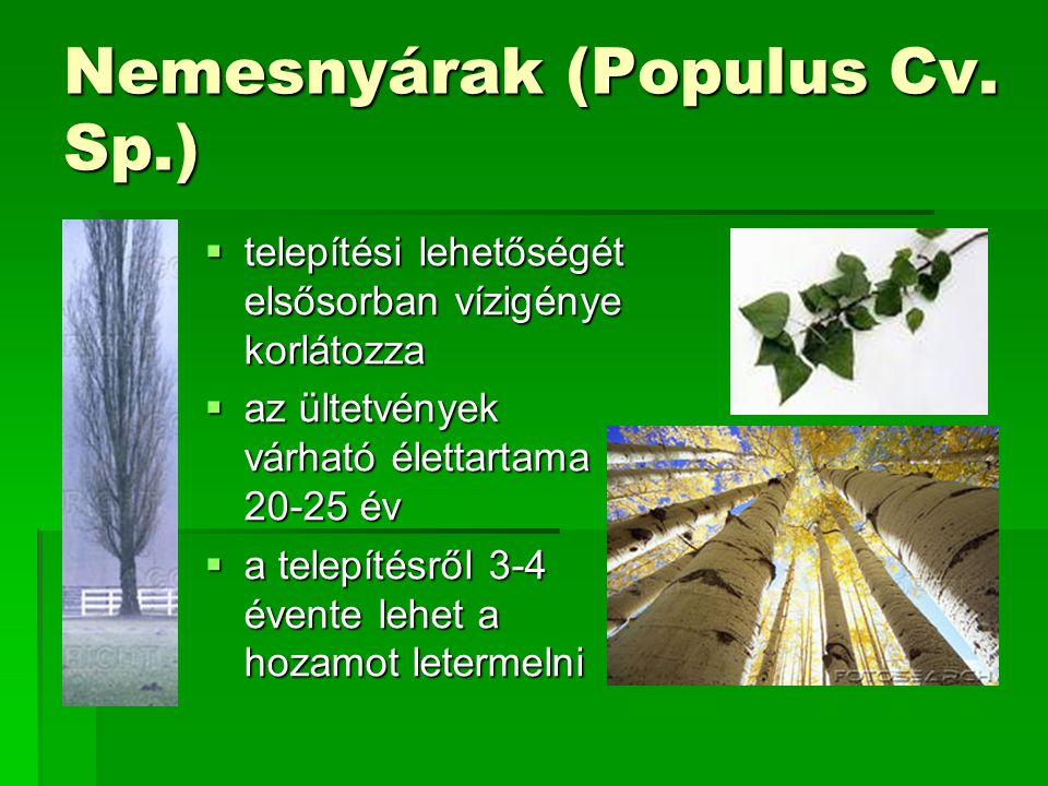 Nemesnyárak (Populus Cv. Sp.)