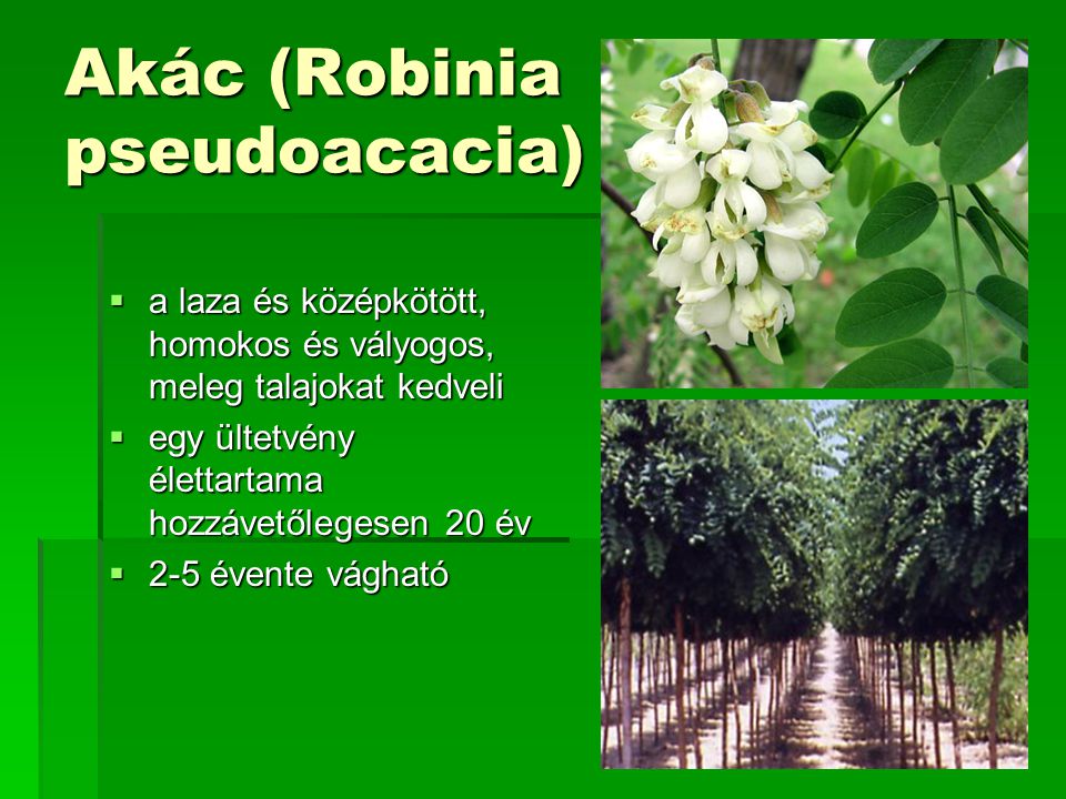Akác (Robinia pseudoacacia)