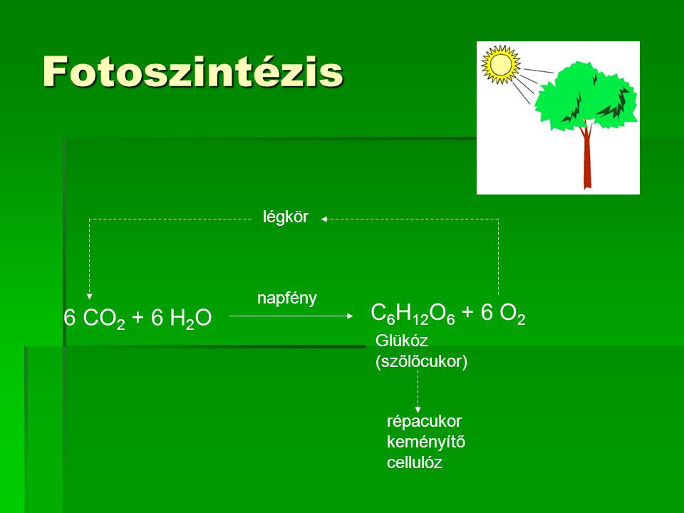 Fotoszintézis C6H12O6 + 6 O2 6 CO2 + 6 H2O légkör napfény