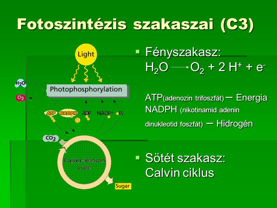 Fotoszintézis szakaszai (C3)