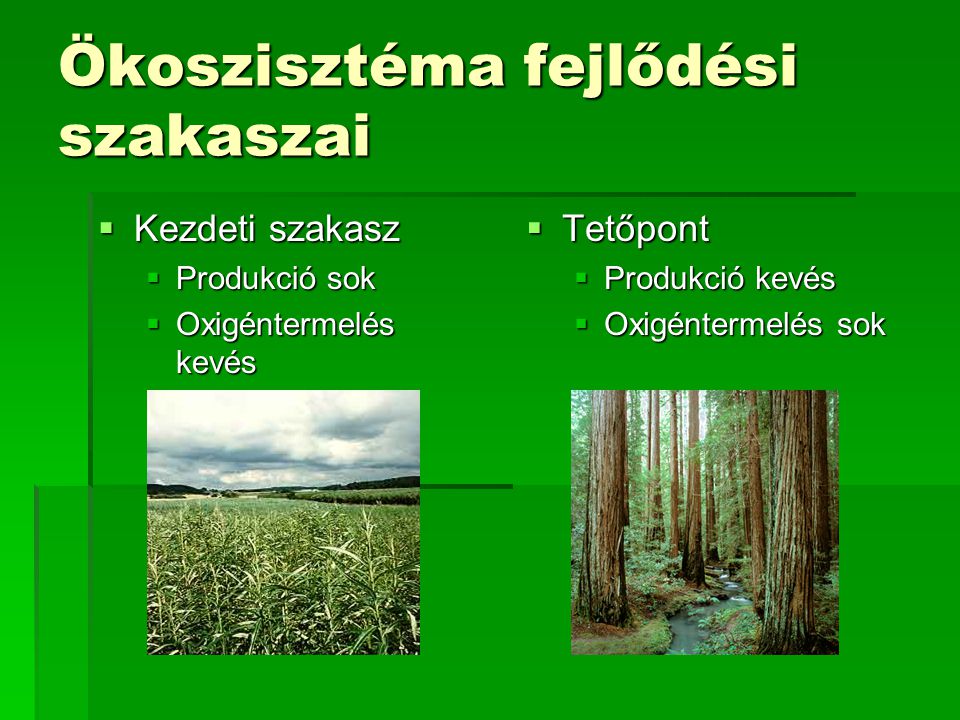 Ökoszisztéma fejlődési szakaszai