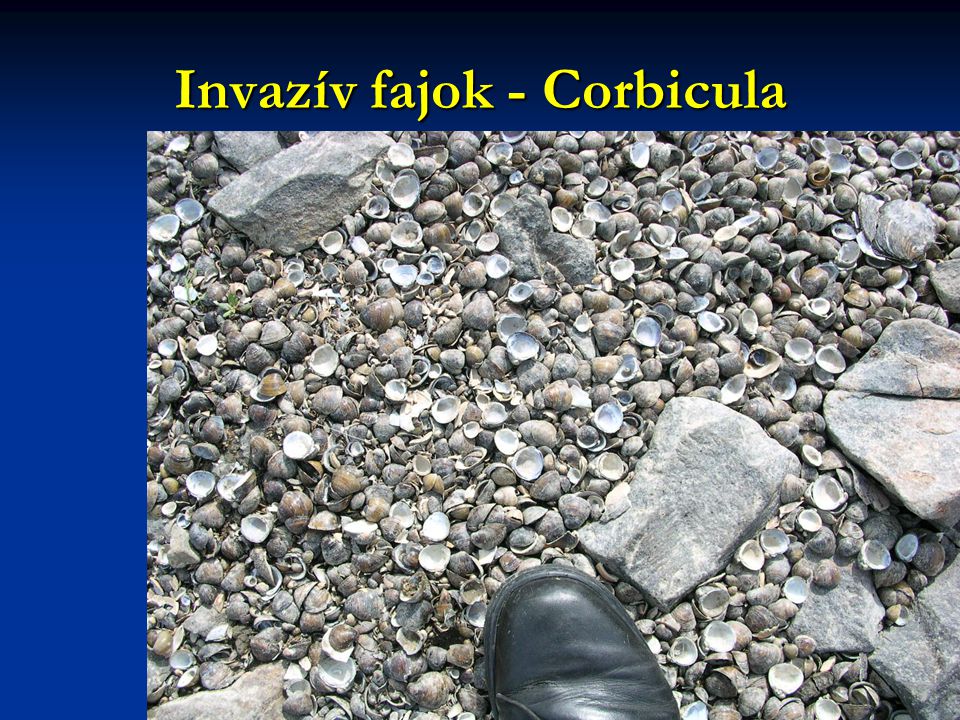 Invazív fajok - Corbicula