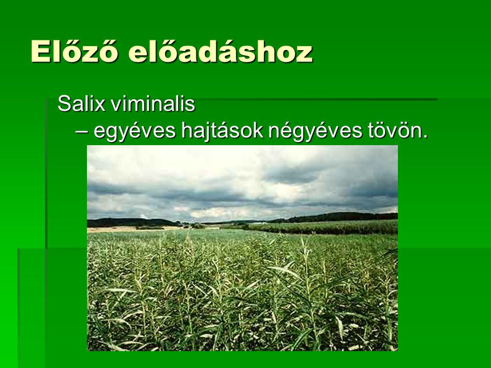 Előző előadáshoz Salix viminalis – egyéves hajtások négyéves tövön.