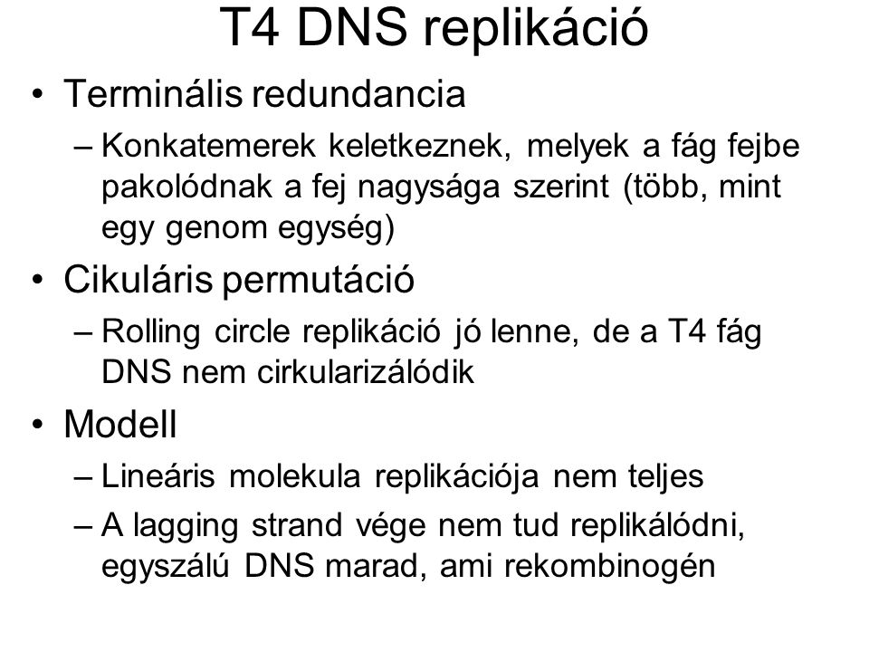 T4 DNS replikáció Terminális redundancia Cikuláris permutáció Modell
