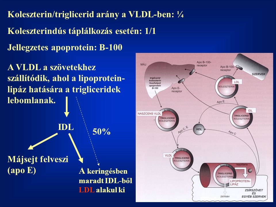 Koleszterin/triglicerid arány a VLDL-ben: ¼