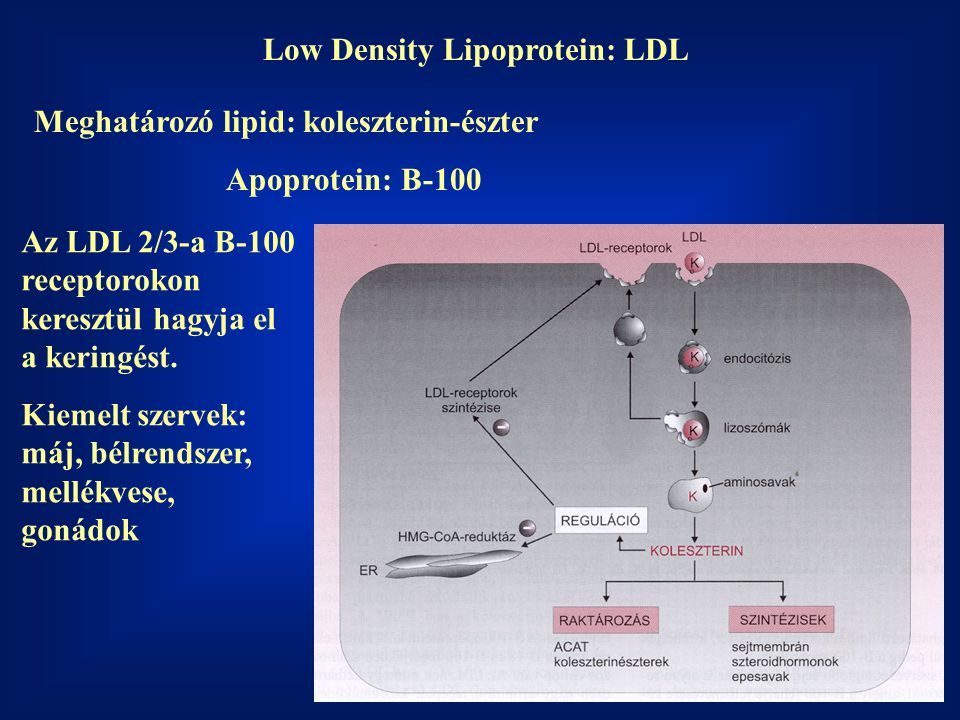 Low Density Lipoprotein: LDL