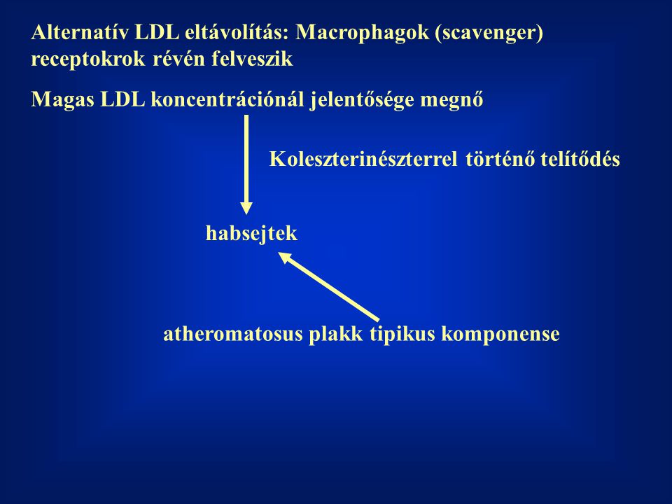 Alternatív LDL eltávolítás: Macrophagok (scavenger) receptokrok révén felveszik