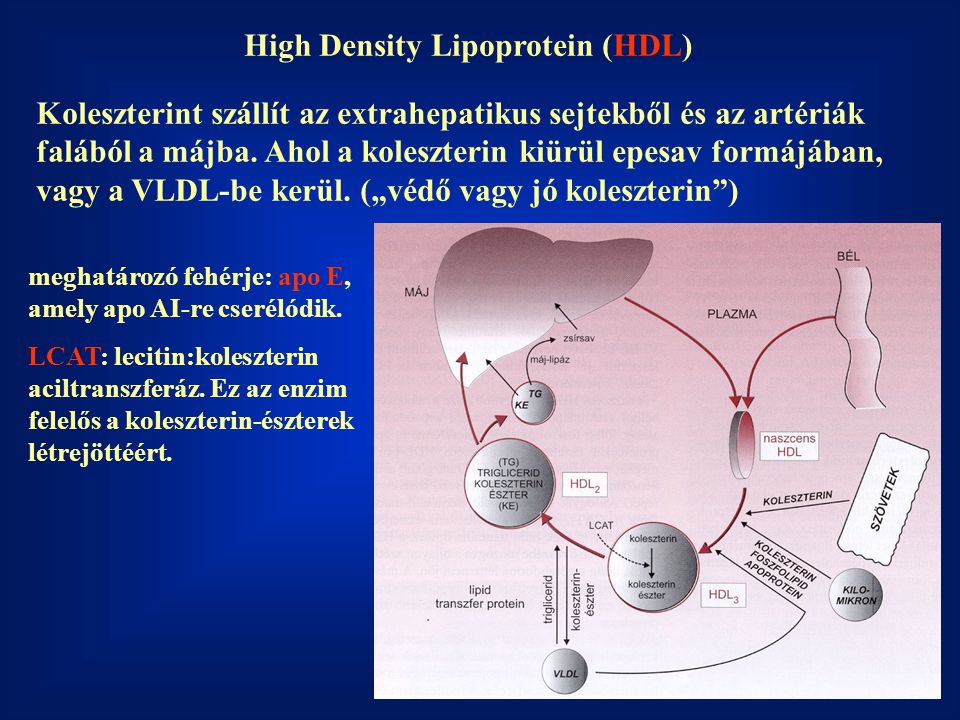 High Density Lipoprotein (HDL)
