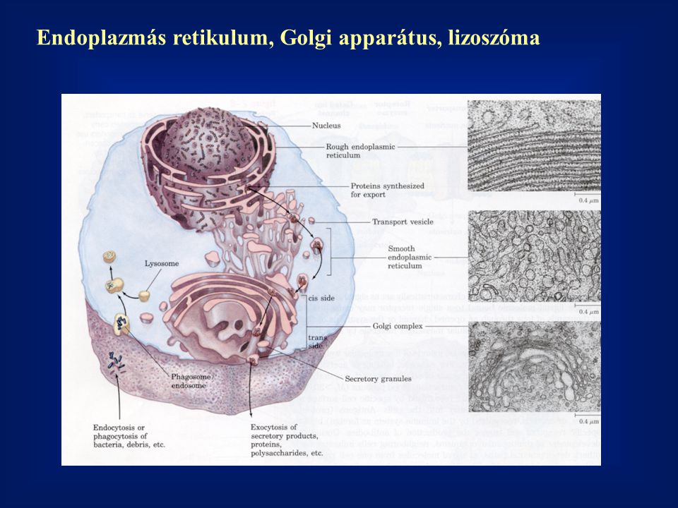 Endoplazmás retikulum, Golgi apparátus, lizoszóma