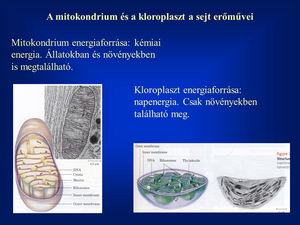 A mitokondrium és a kloroplaszt a sejt erőművei