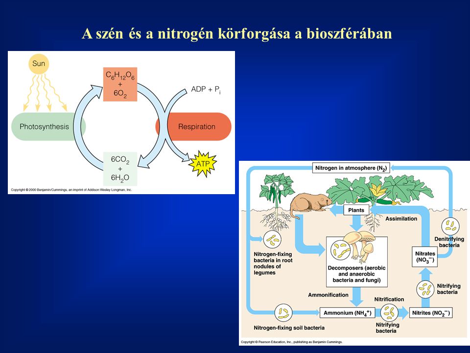 A szén és a nitrogén körforgása a bioszférában
