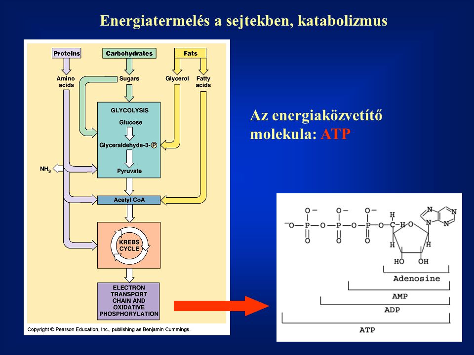 Energiatermelés a sejtekben, katabolizmus