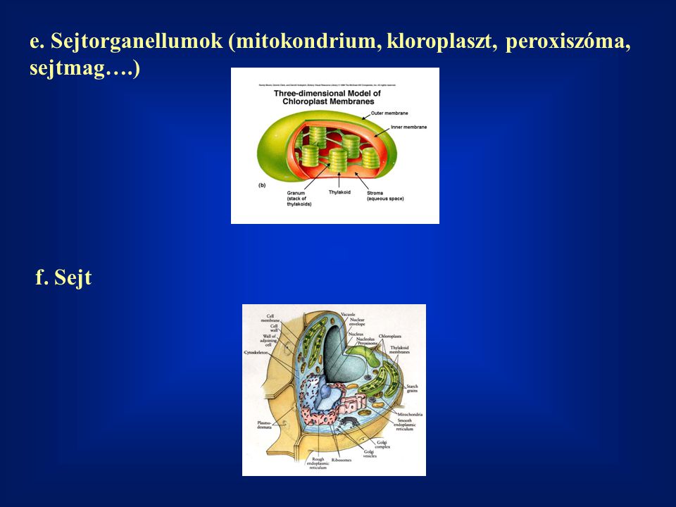 e. Sejtorganellumok (mitokondrium, kloroplaszt, peroxiszóma, sejtmag…