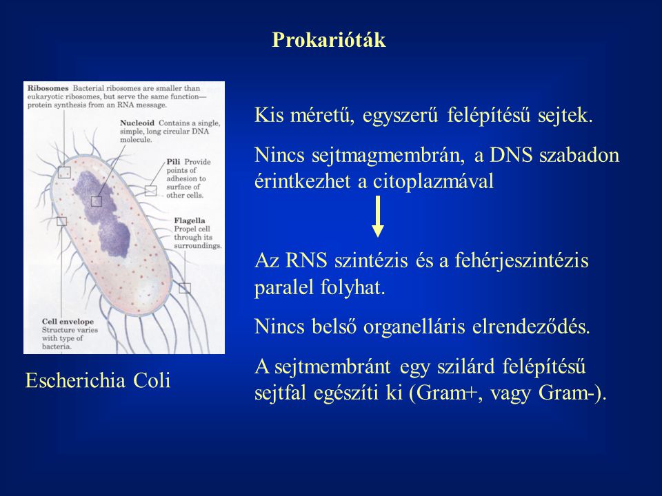 Prokarióták Kis méretű, egyszerű felépítésű sejtek. Nincs sejtmagmembrán, a DNS szabadon érintkezhet a citoplazmával.