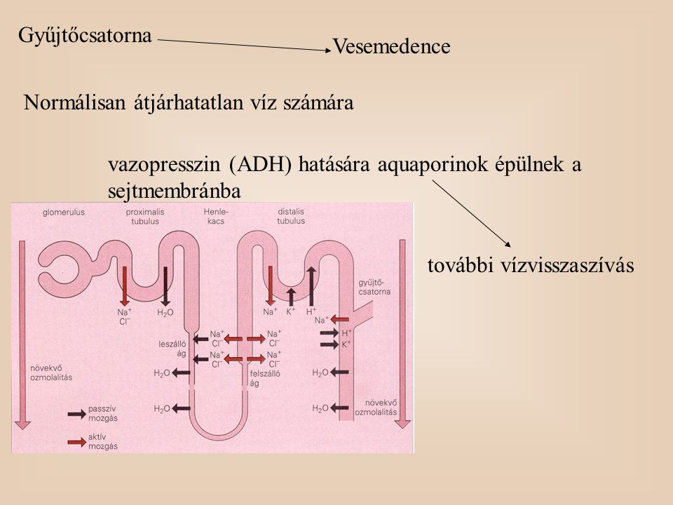 Gyűjtőcsatorna Vesemedence. Normálisan átjárhatatlan víz számára. vazopresszin (ADH) hatására aquaporinok épülnek a sejtmembránba.