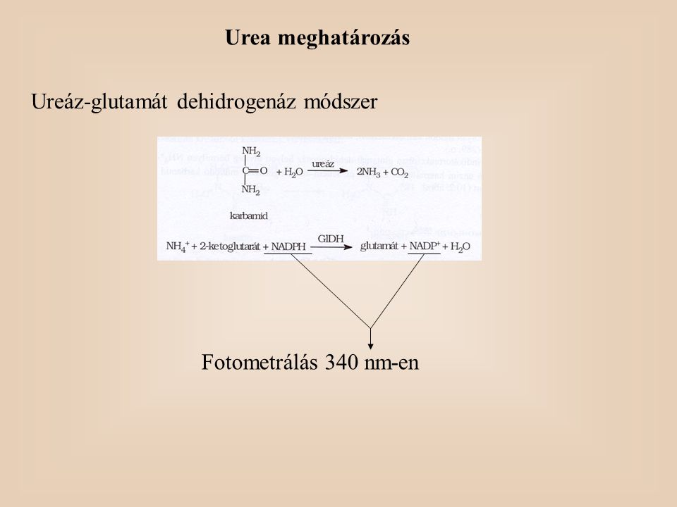 Urea meghatározás Ureáz-glutamát dehidrogenáz módszer Fotometrálás 340 nm-en